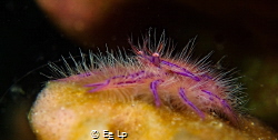 Lauriea siagiani (hairy squat lobster). (f/8, 1/80, ISO-2... by E&e Lp 
